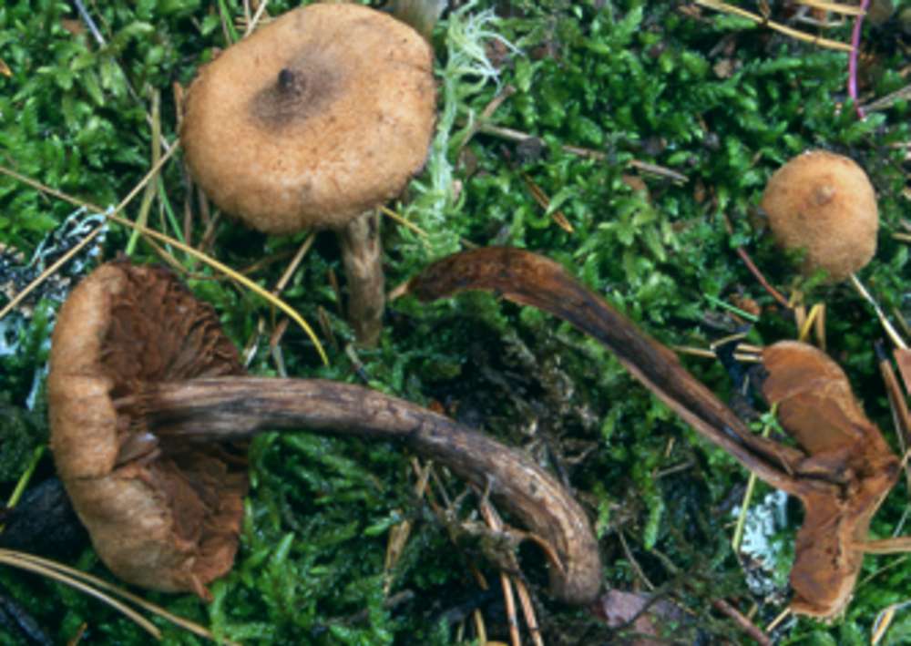 Cortinarius angelesianus